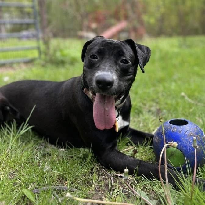 Pascha, a Adoptable mixed breed in Avon, OH image 6/6