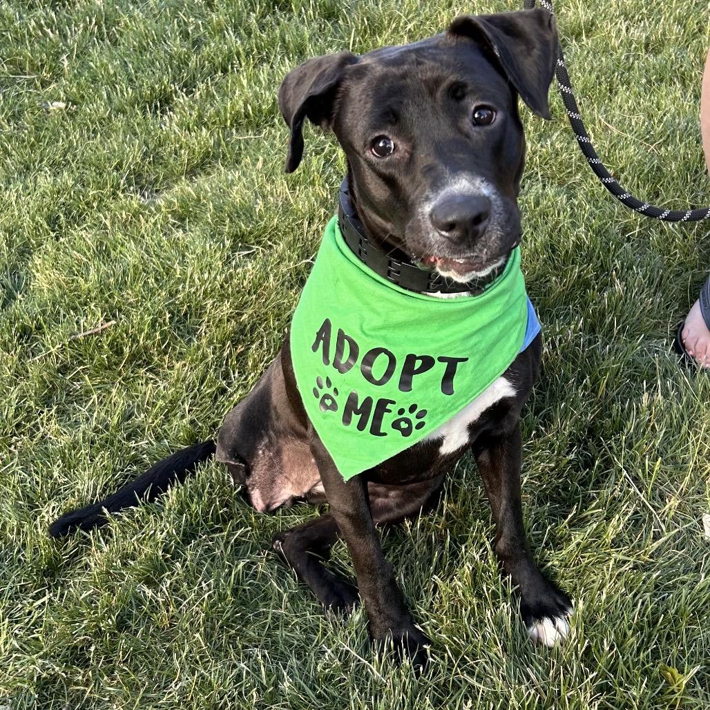 Enlarge Pascha, a Adoptable mixed breed in Avon, OH image 5/5