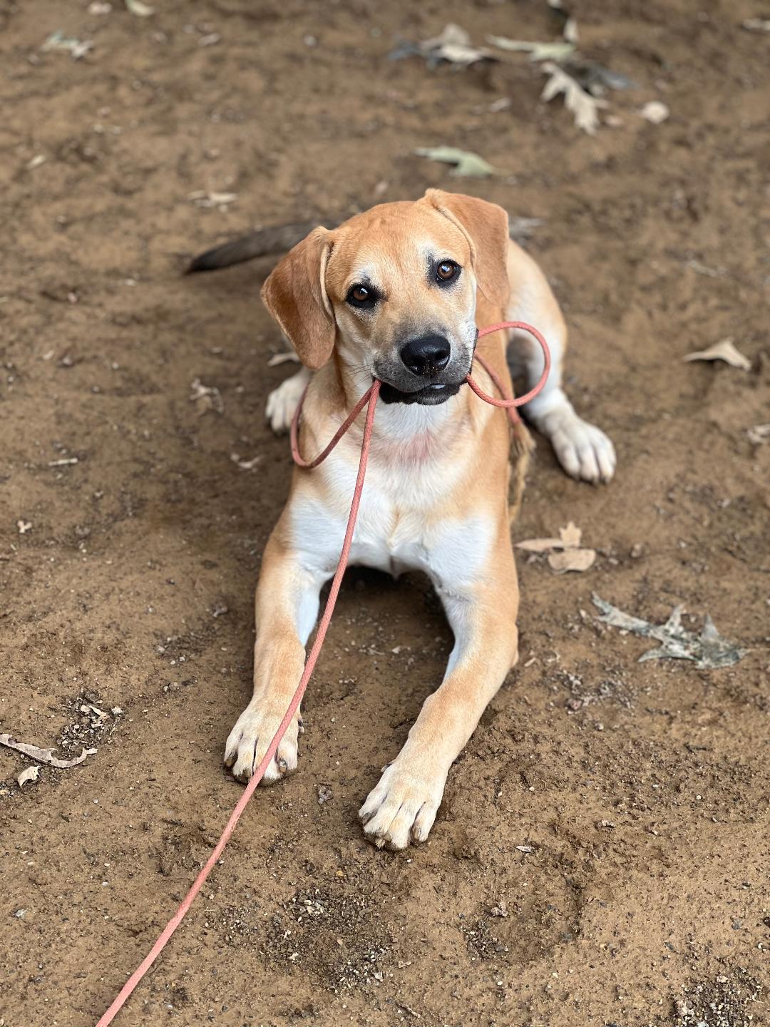 Enlarge Torro, a Adoptable mixed breed in Cedartown, GA image 1/4
