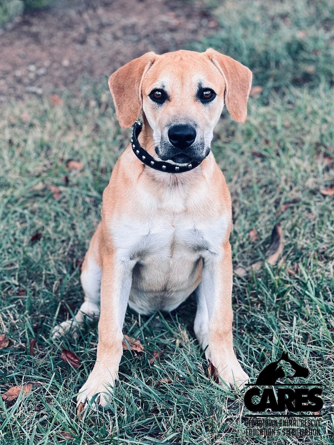 Enlarge Torro, a Adoptable mixed breed in Cedartown, GA image 3/4