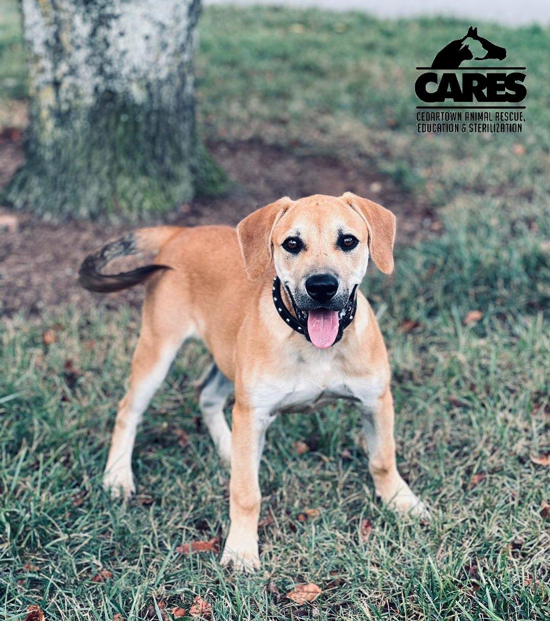 Enlarge Torro, a Adoptable mixed breed in Cedartown, GA image 4/4