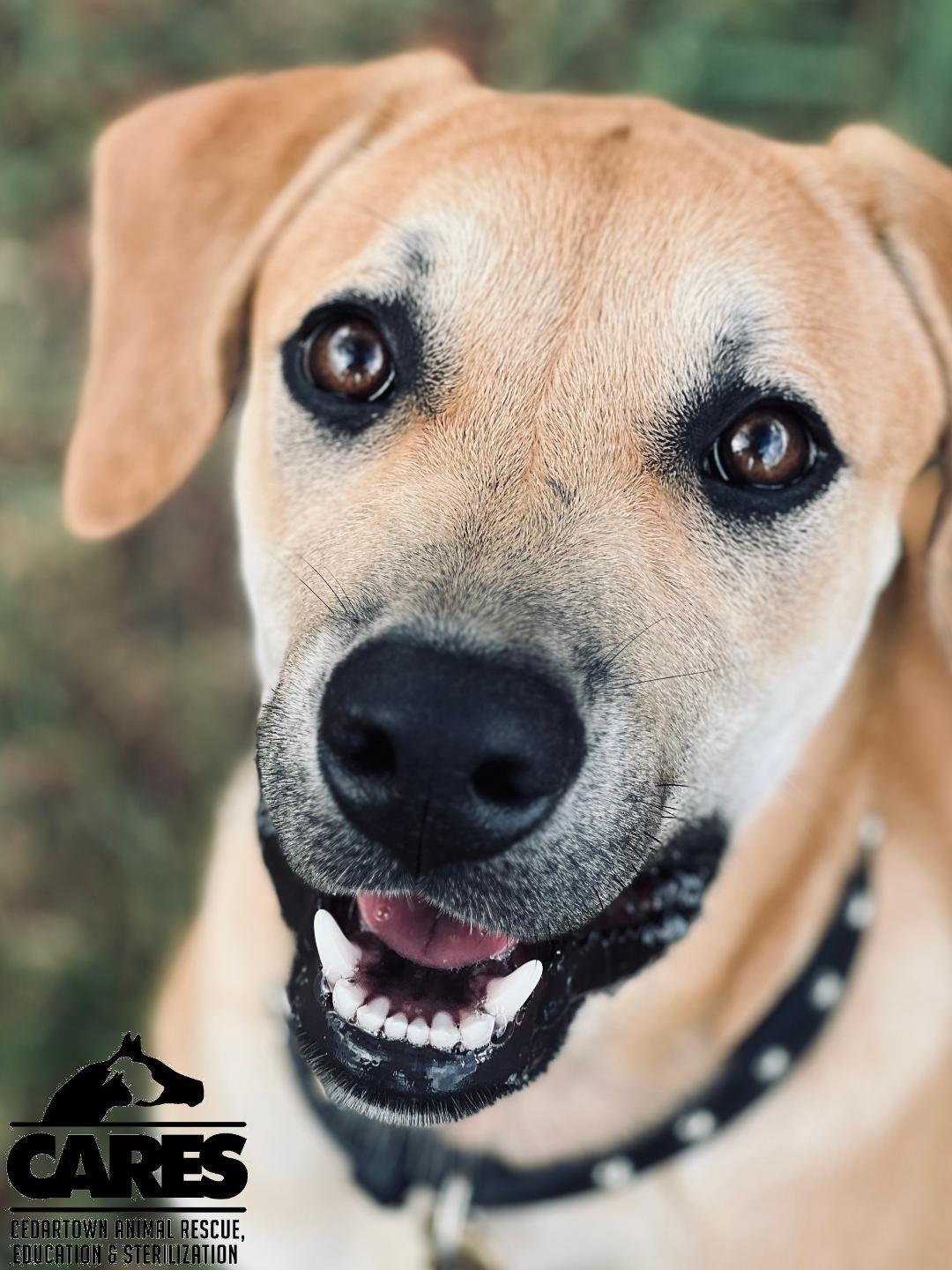 Enlarge Torro, a Adoptable mixed breed in Cedartown, GA image 2/4