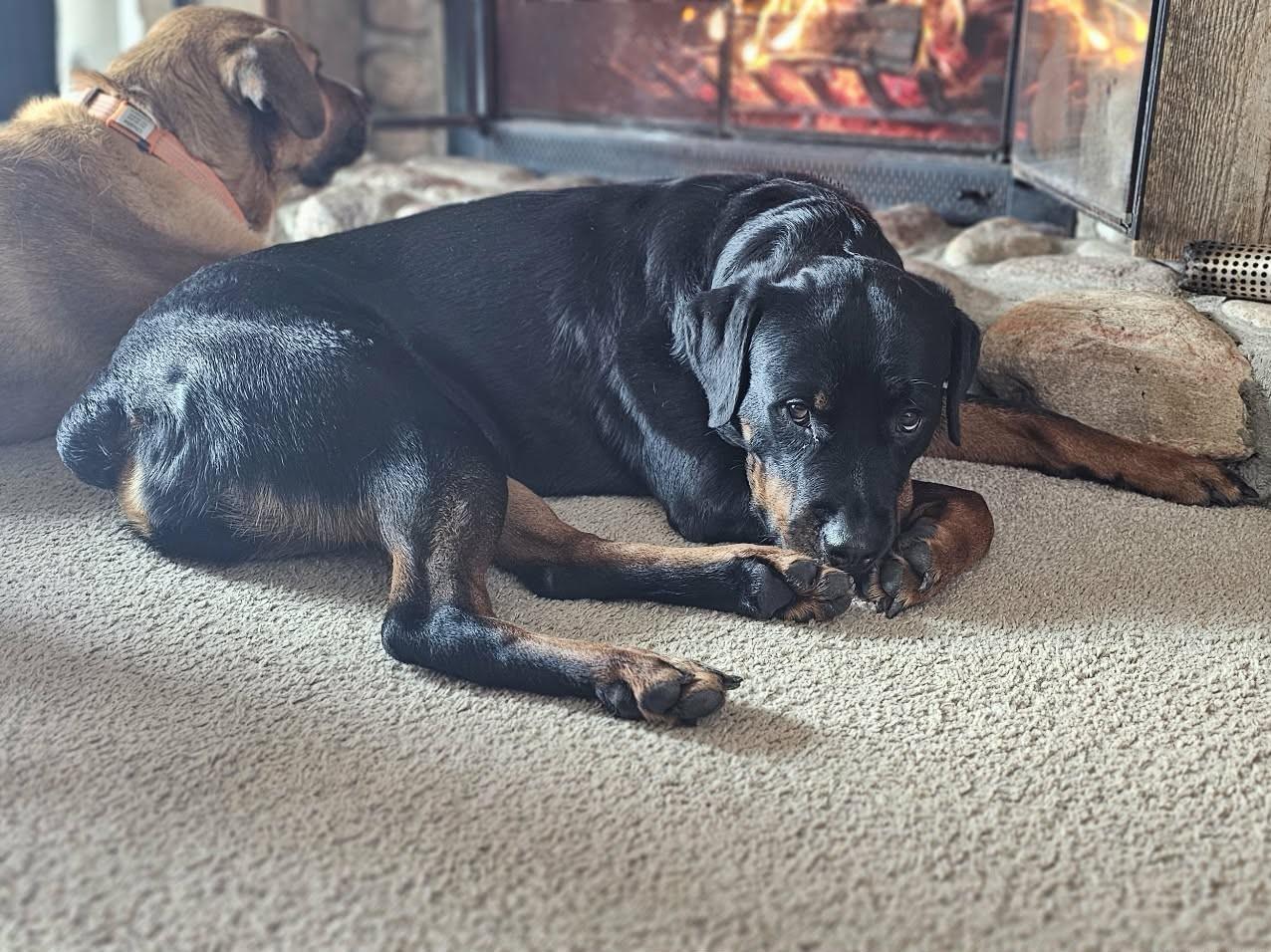 Enlarge Josie *Courtesy Cupid*, a ADOPTABLE Rottweiler in Milwaukee, WI image 2/4