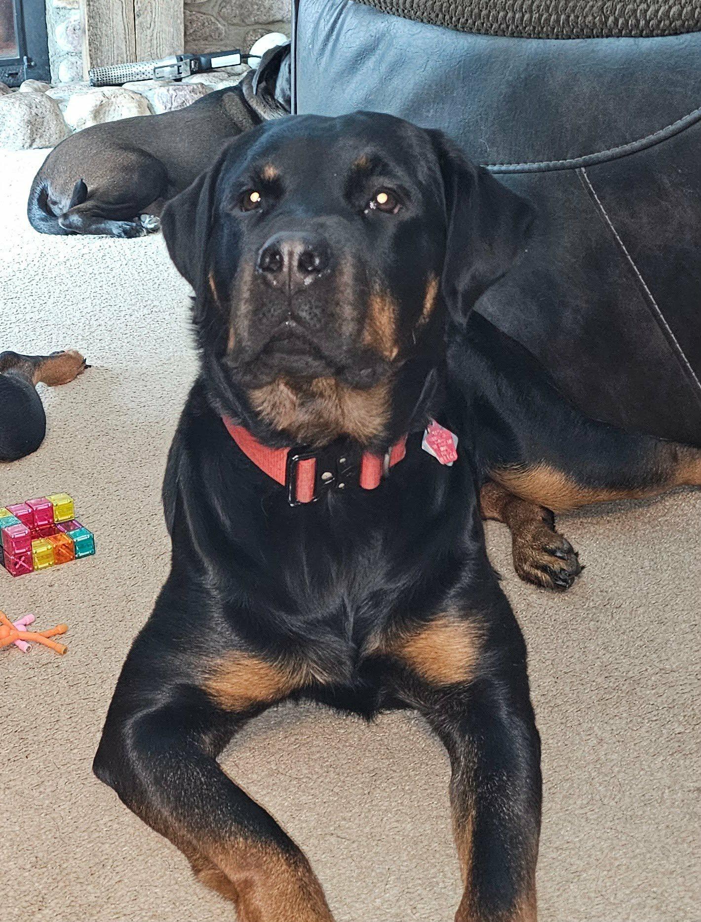 Josie *Courtesy Cupid*, ADOPTABLE, Adult Female Rottweiler.