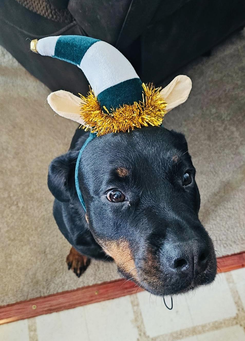 Enlarge Josie *Courtesy Cupid*, a ADOPTABLE Rottweiler in Milwaukee, WI image 3/4