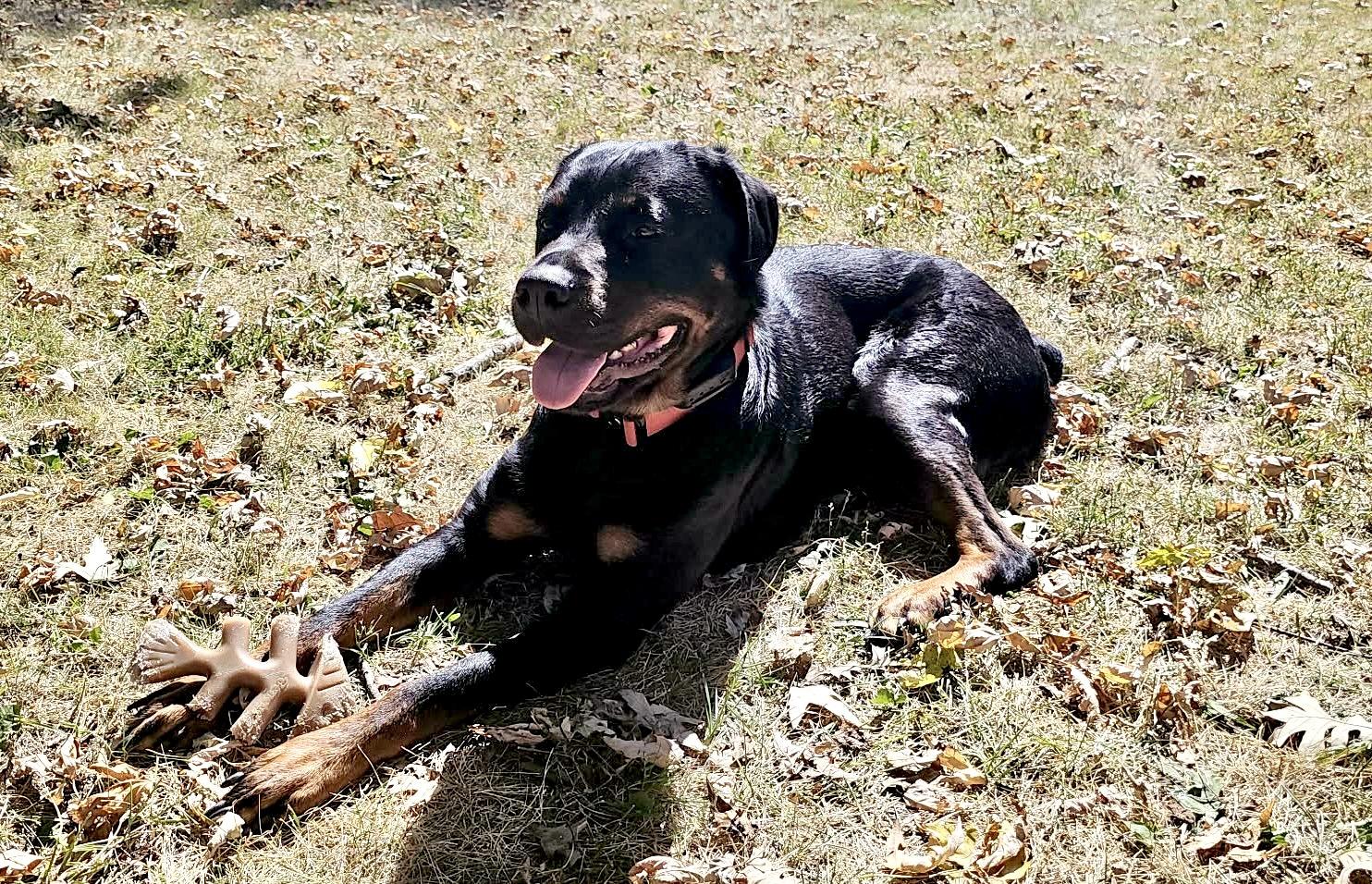 Enlarge Josie *Courtesy Cupid*, a ADOPTABLE Rottweiler in Milwaukee, WI image 4/4
