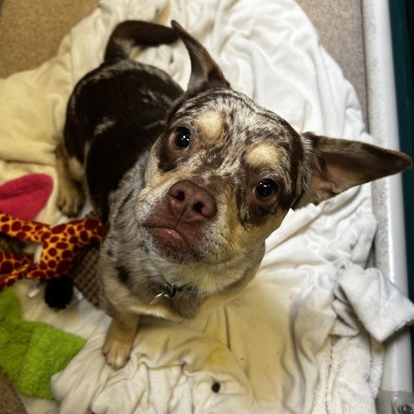 Enlarge Robin, a Adoptable mixed breed in Oakland, CA image 1/3