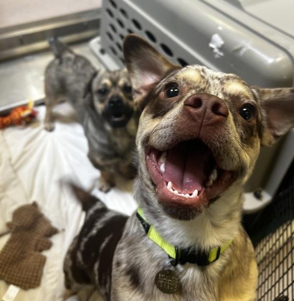 Enlarge Robin, a Adoptable mixed breed in Oakland, CA image 2/3