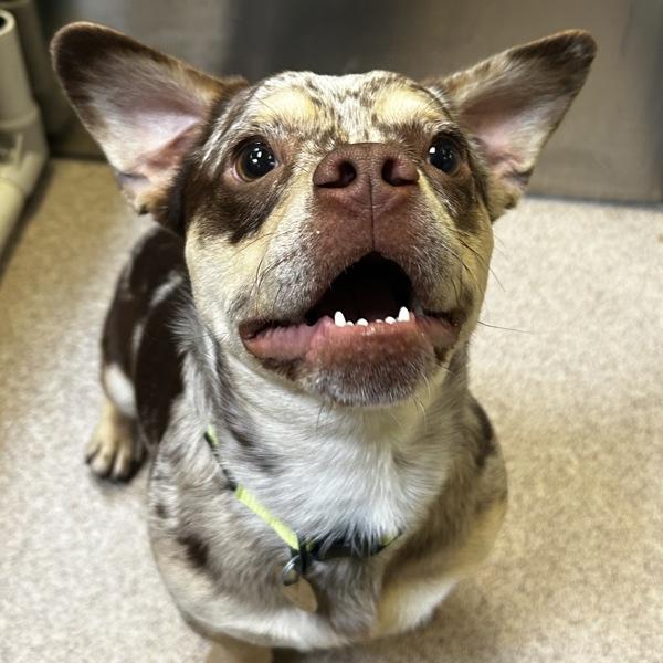 Enlarge Robin, a Adoptable mixed breed in Oakland, CA image 3/3