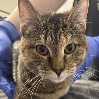 Charmin, adopted, Kitten Female Domestic Short Hair.