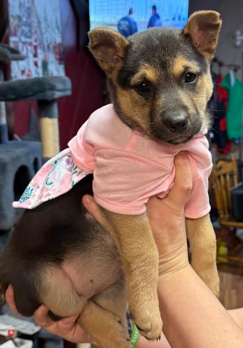 Reba — thumbnail 2