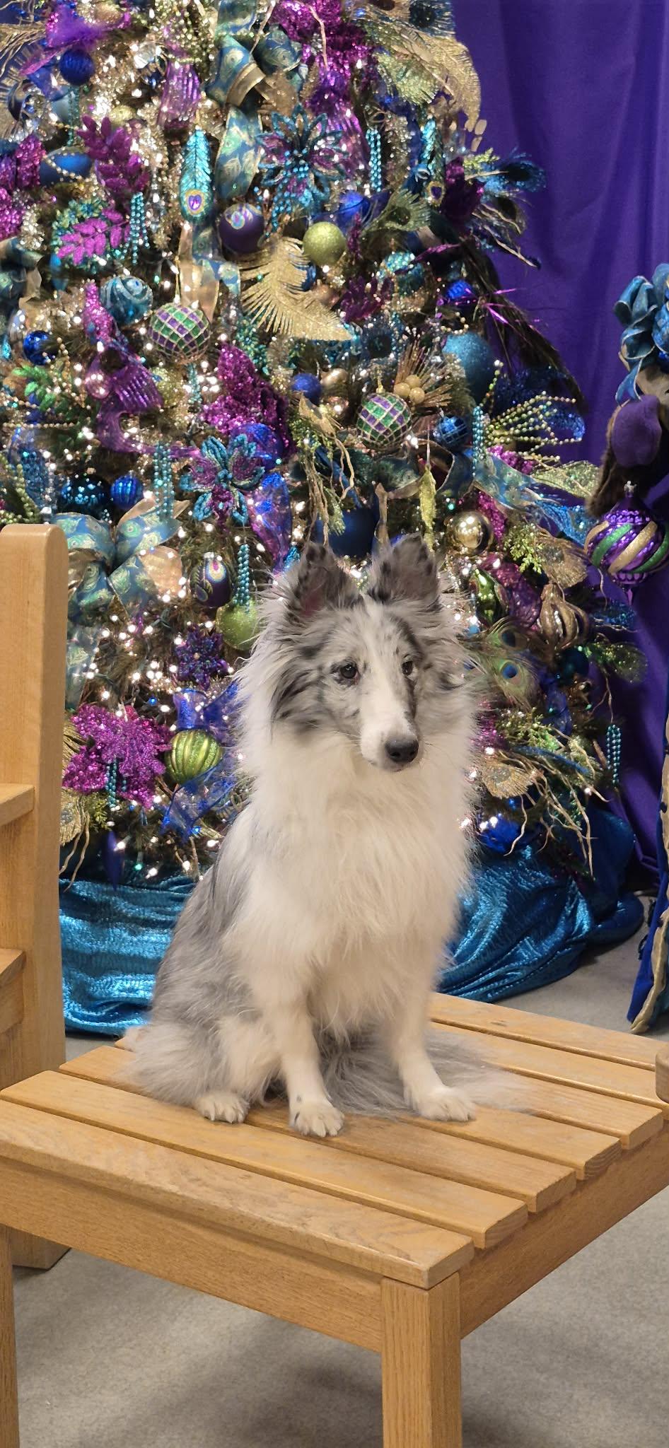 Ella ( 12/20/) Adoption Pending, adopted, Adult Female Shetland Sheepdog / Sheltie.