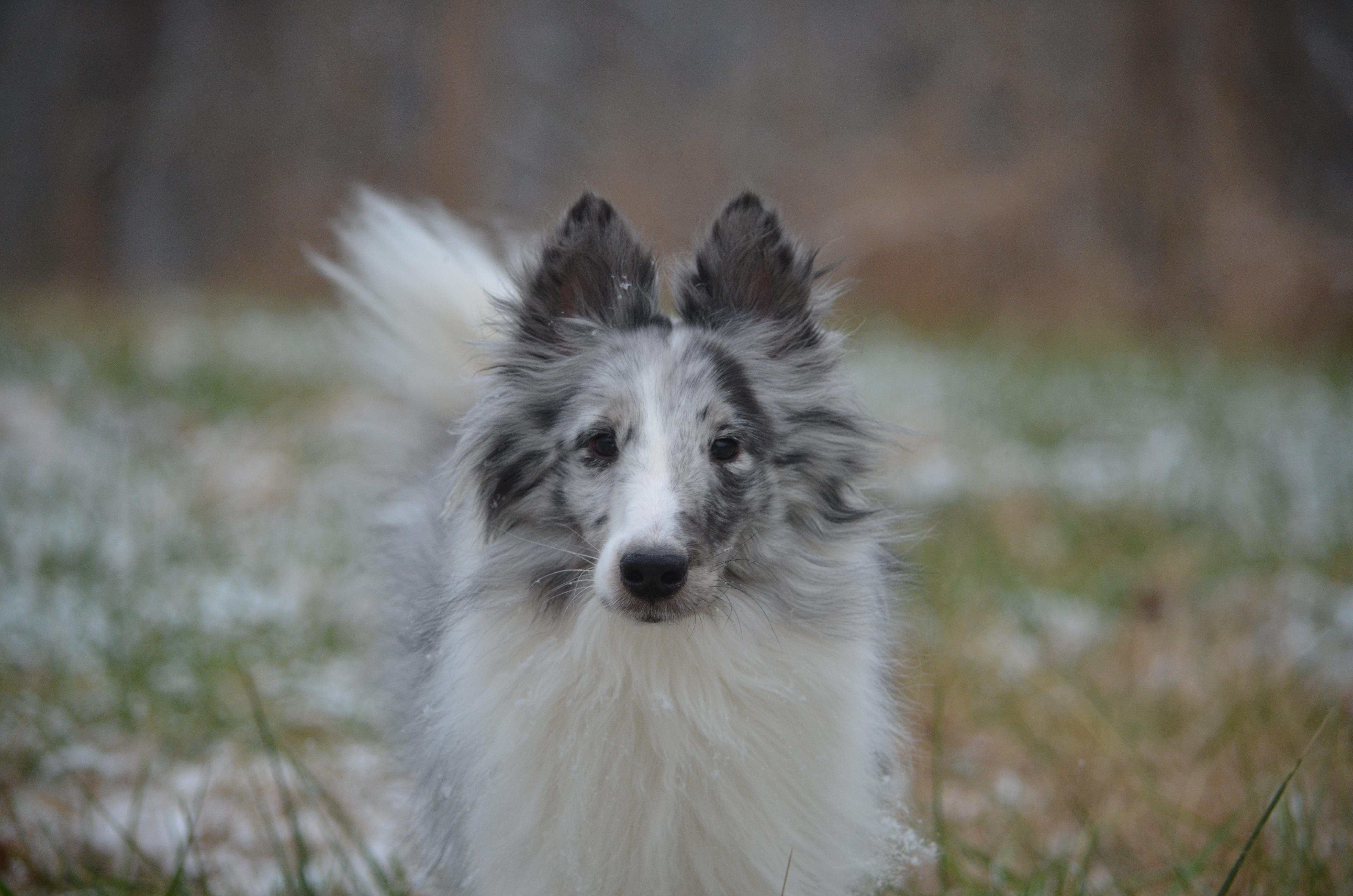 Ella ( 12/20/) Adoption Pending, an adopted Shetland Sheepdog / Sheltie in Amissville, VA image 2/4