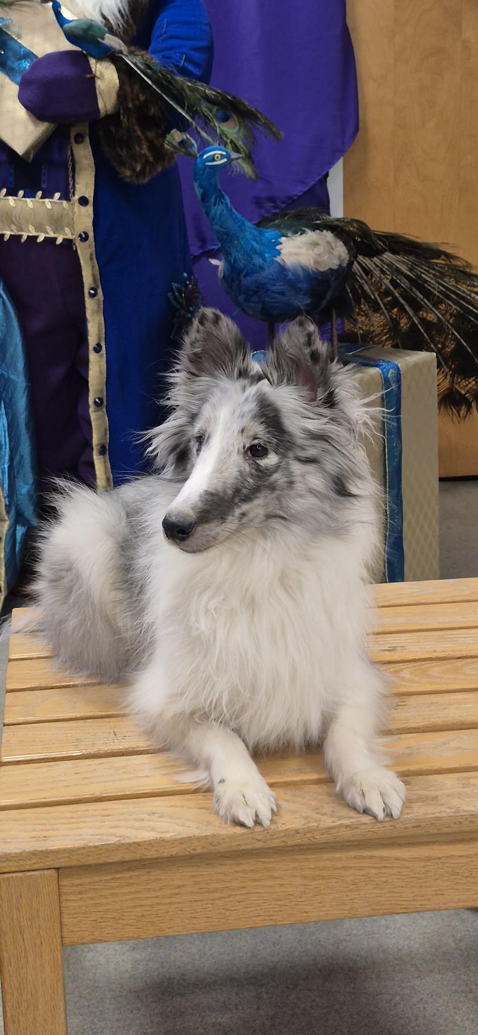 Ella ( 12/20/) Adoption Pending, an adopted Shetland Sheepdog / Sheltie in Amissville, VA image 3/4