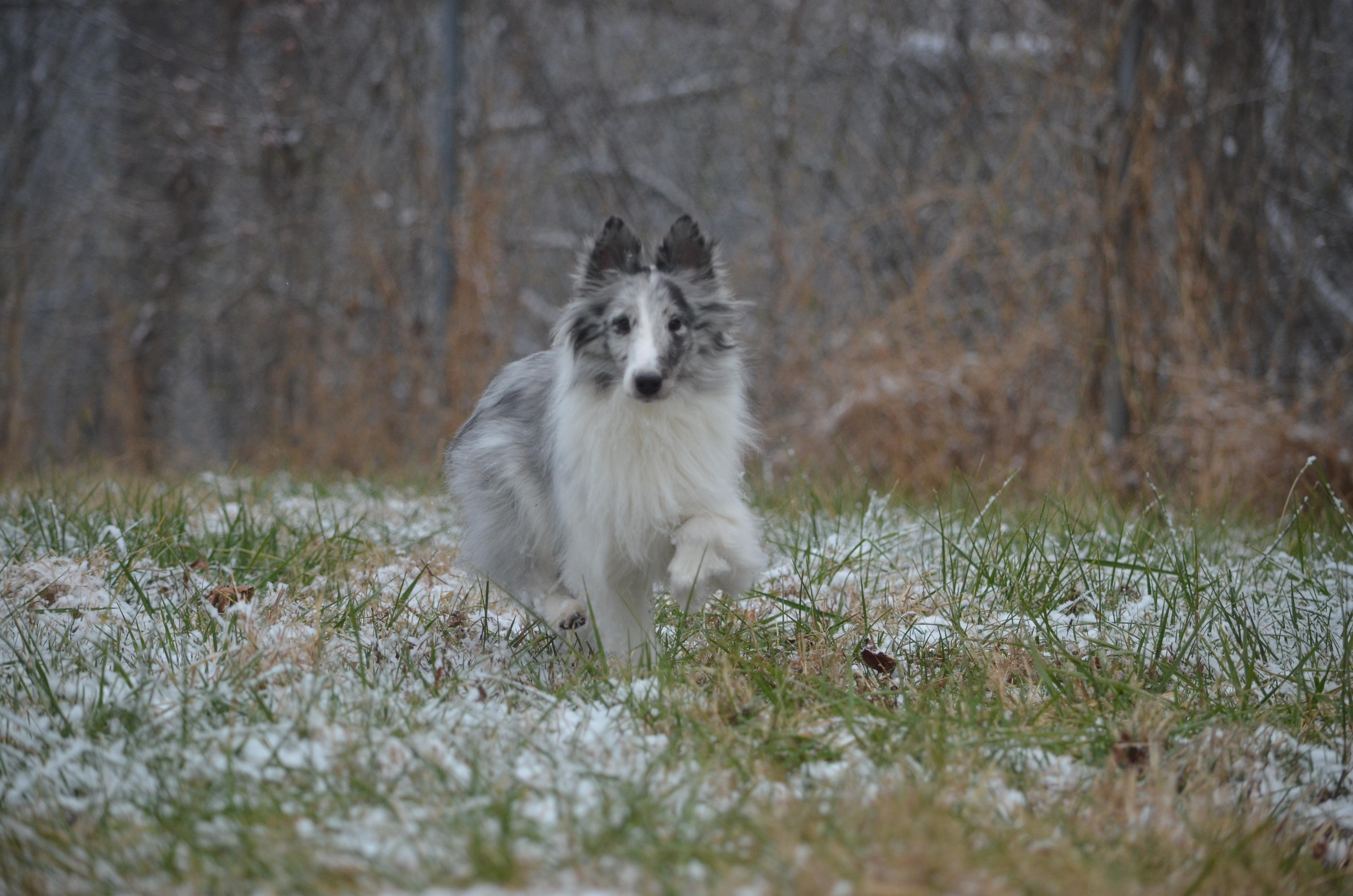 Ella ( 12/20/) Adoption Pending, an adopted Shetland Sheepdog / Sheltie in Amissville, VA image 4/4