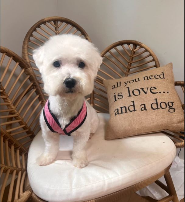 Queen Elizabeth, Adopted, Young Female Miniature Poodle & Shih Tzu.