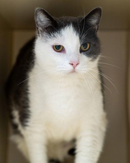 Enlarge Speedy, a Adoptable mixed breed in Pequot Lakes, MN image 2/2