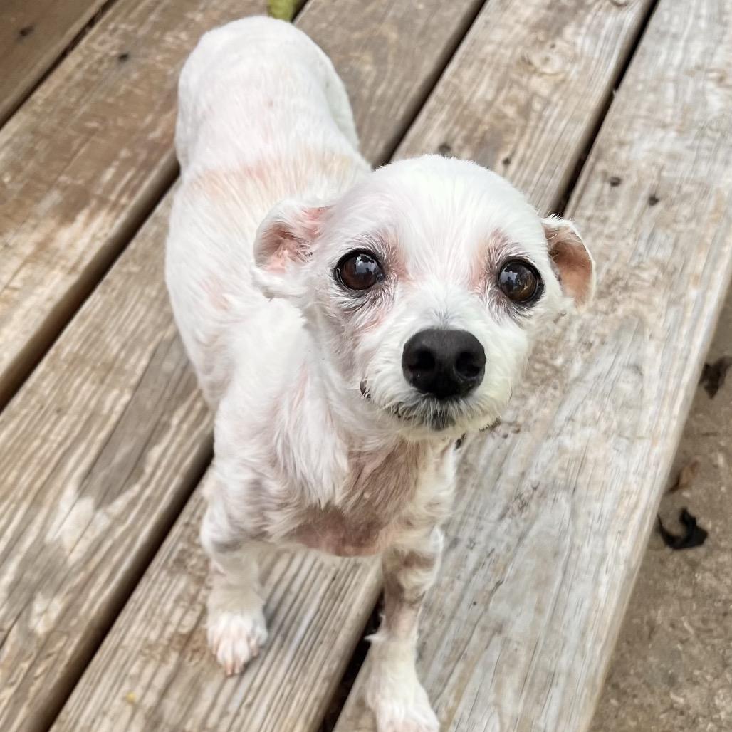 Enlarge Sunny, a Adoptable Maltese in Conroe, TX image 1/5