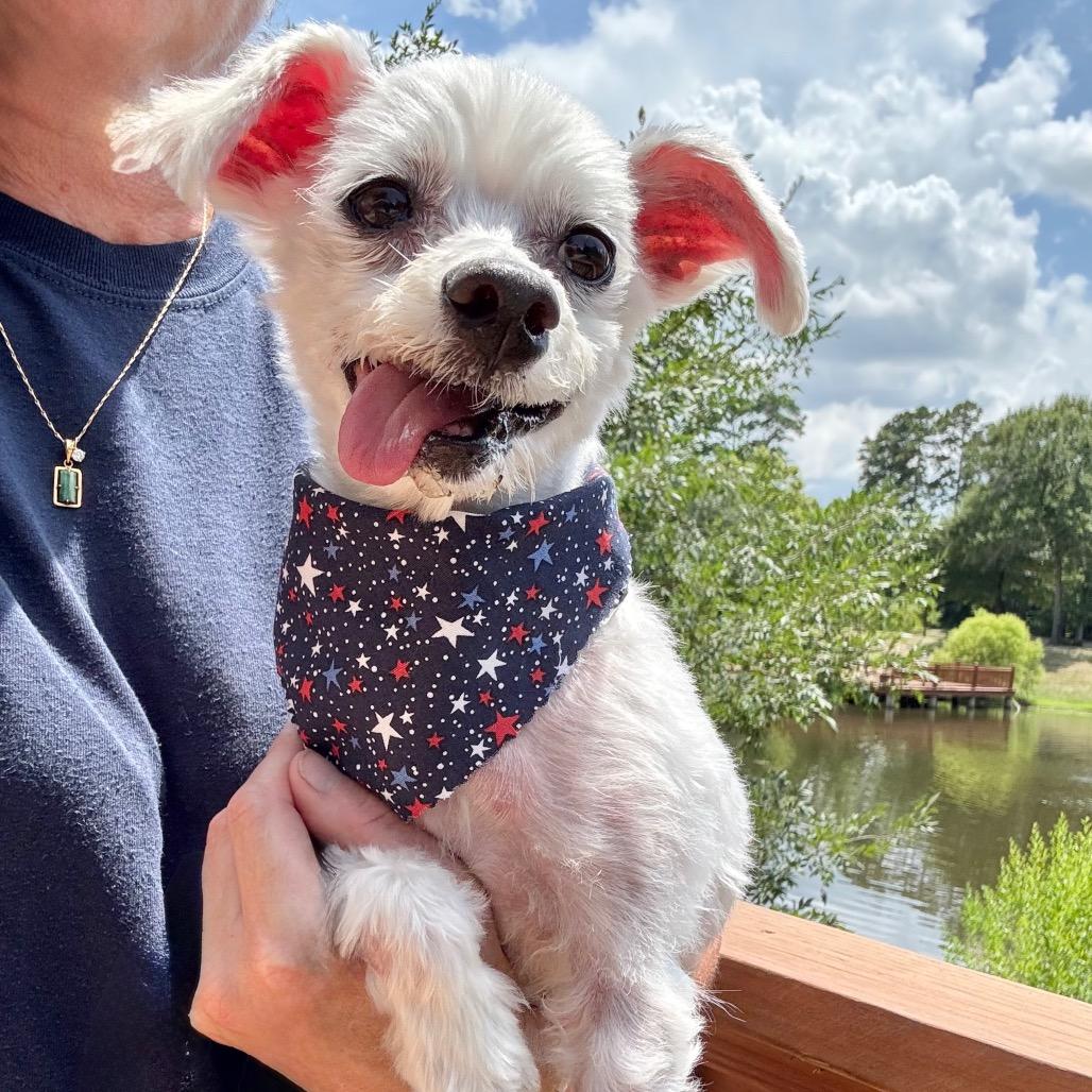 Sunny, Adoptable, Senior Male Maltese.