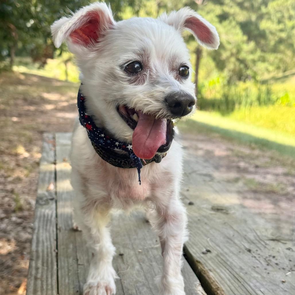 Sunny, a Adoptable Maltese in Conroe, TX image 3/6