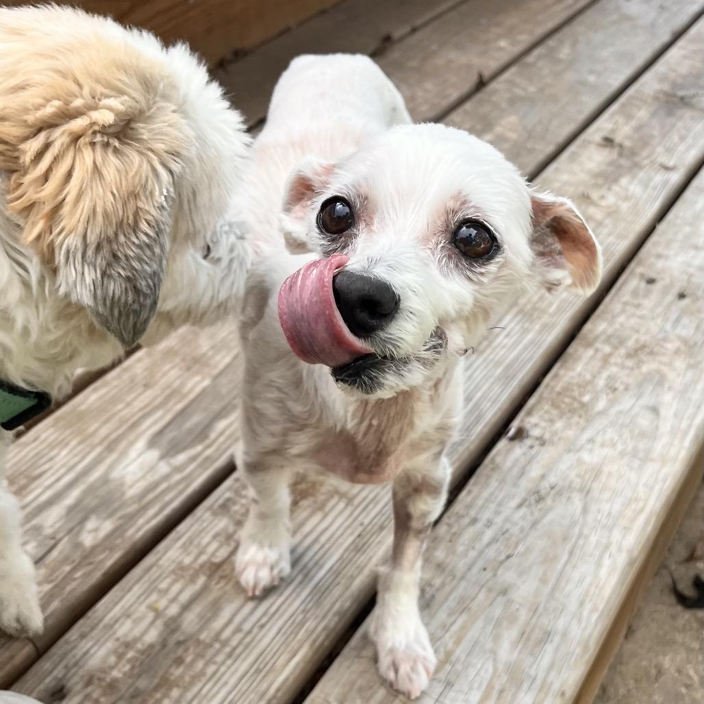 Enlarge Sunny, a Adoptable Maltese in Conroe, TX image 2/5