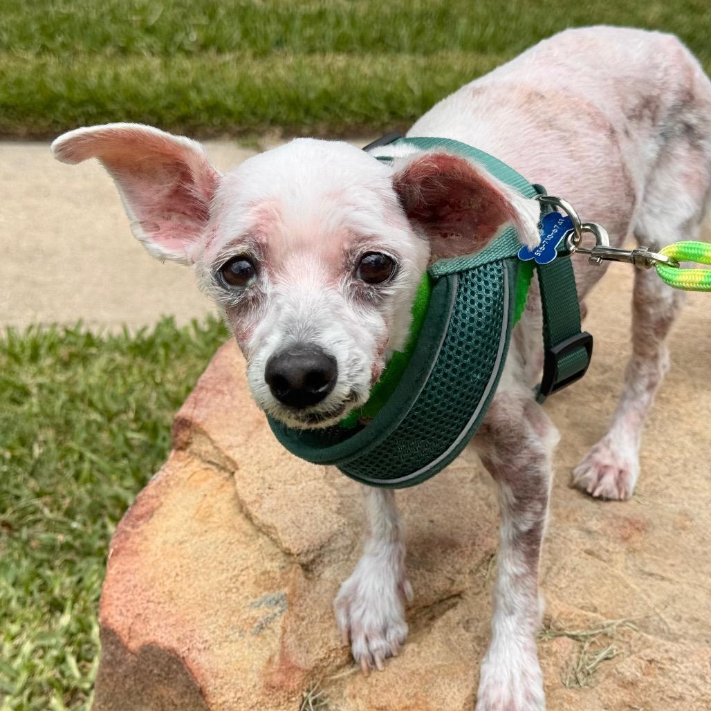 Enlarge Sunny, a Adoptable Maltese in Conroe, TX image 3/5