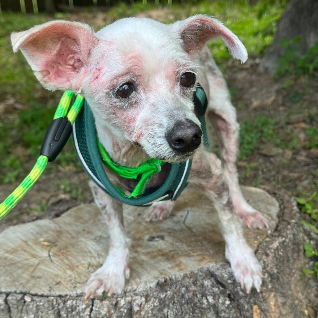 Enlarge Sunny, a Adoptable Maltese in Conroe, TX image 4/5