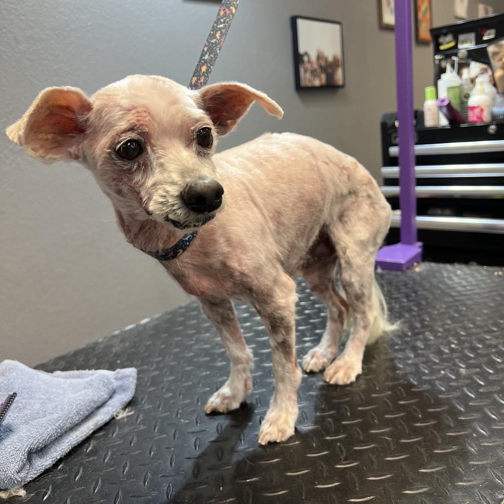 Enlarge Sunny, a Adoptable Maltese in Conroe, TX image 5/5