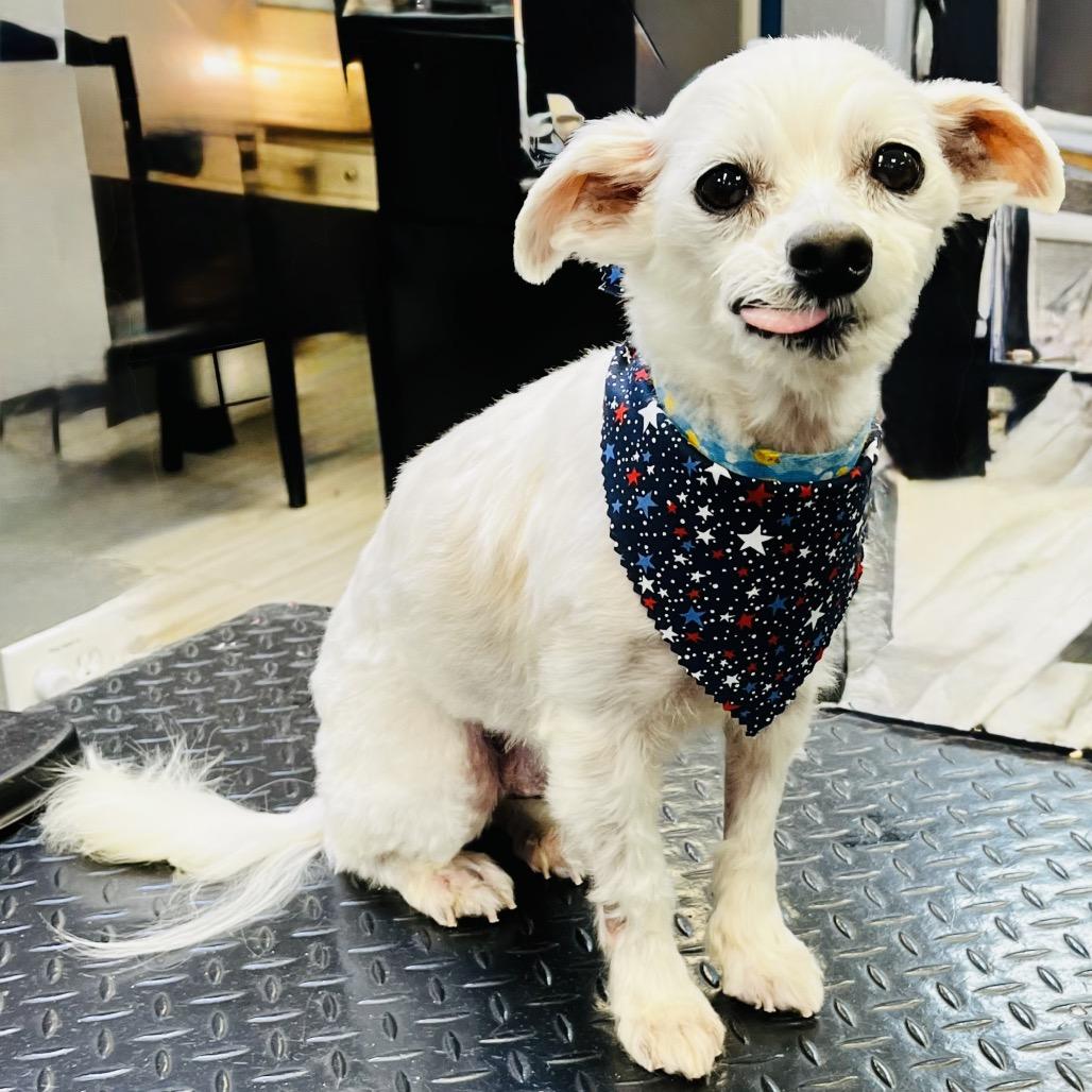 Sunny, a Adoptable Maltese in Conroe, TX image 5/6