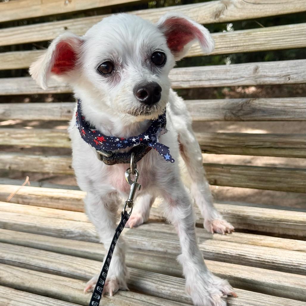 Sunny, a Adoptable Maltese in Conroe, TX image 6/6