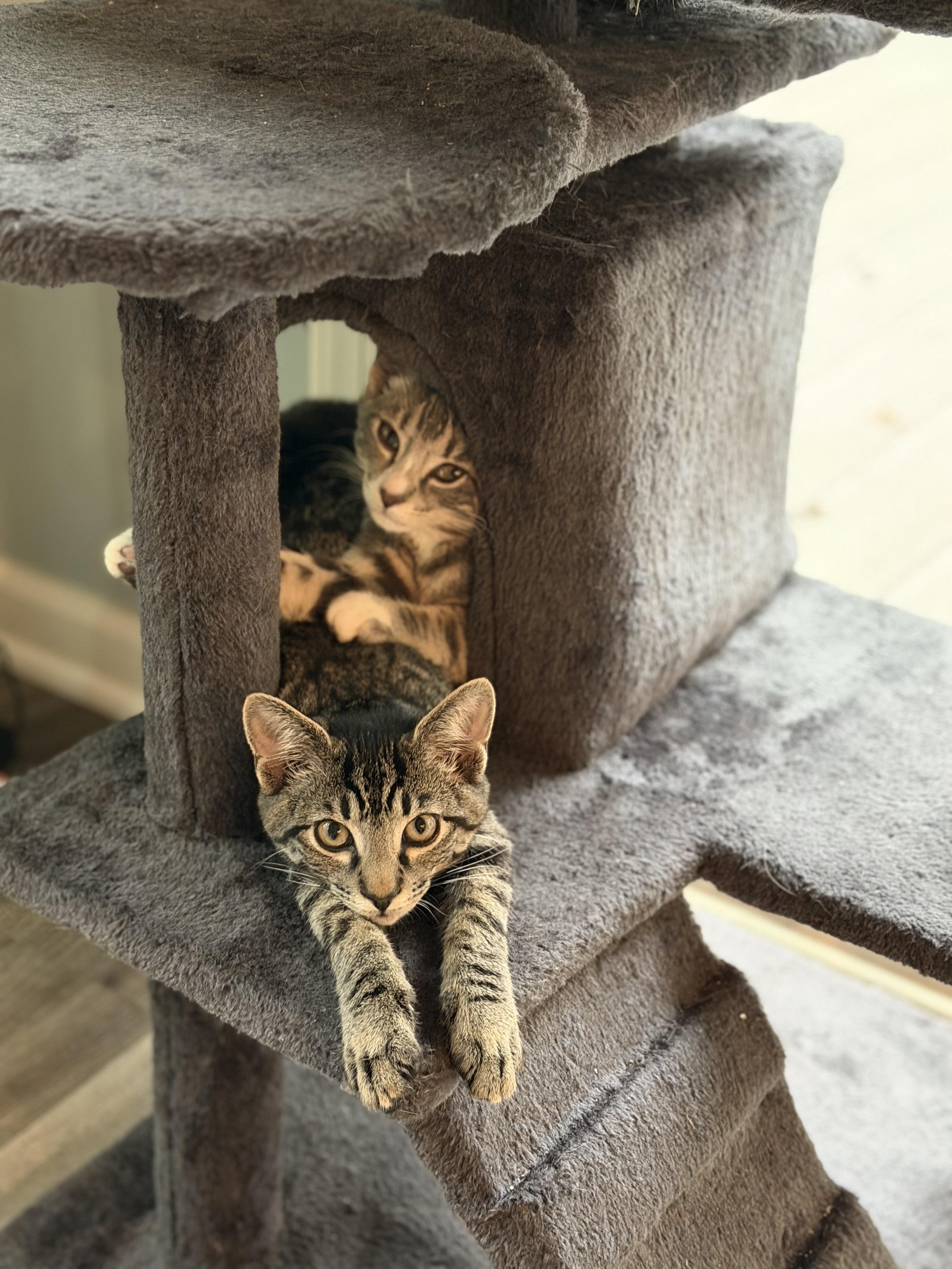 Enlarge Snapper-4 MONTHS-READY TO FETCH HIS WAY INTO YOUR HEART, a ADOPTABLE Domestic Short Hair in Bristow, VA image 2/4