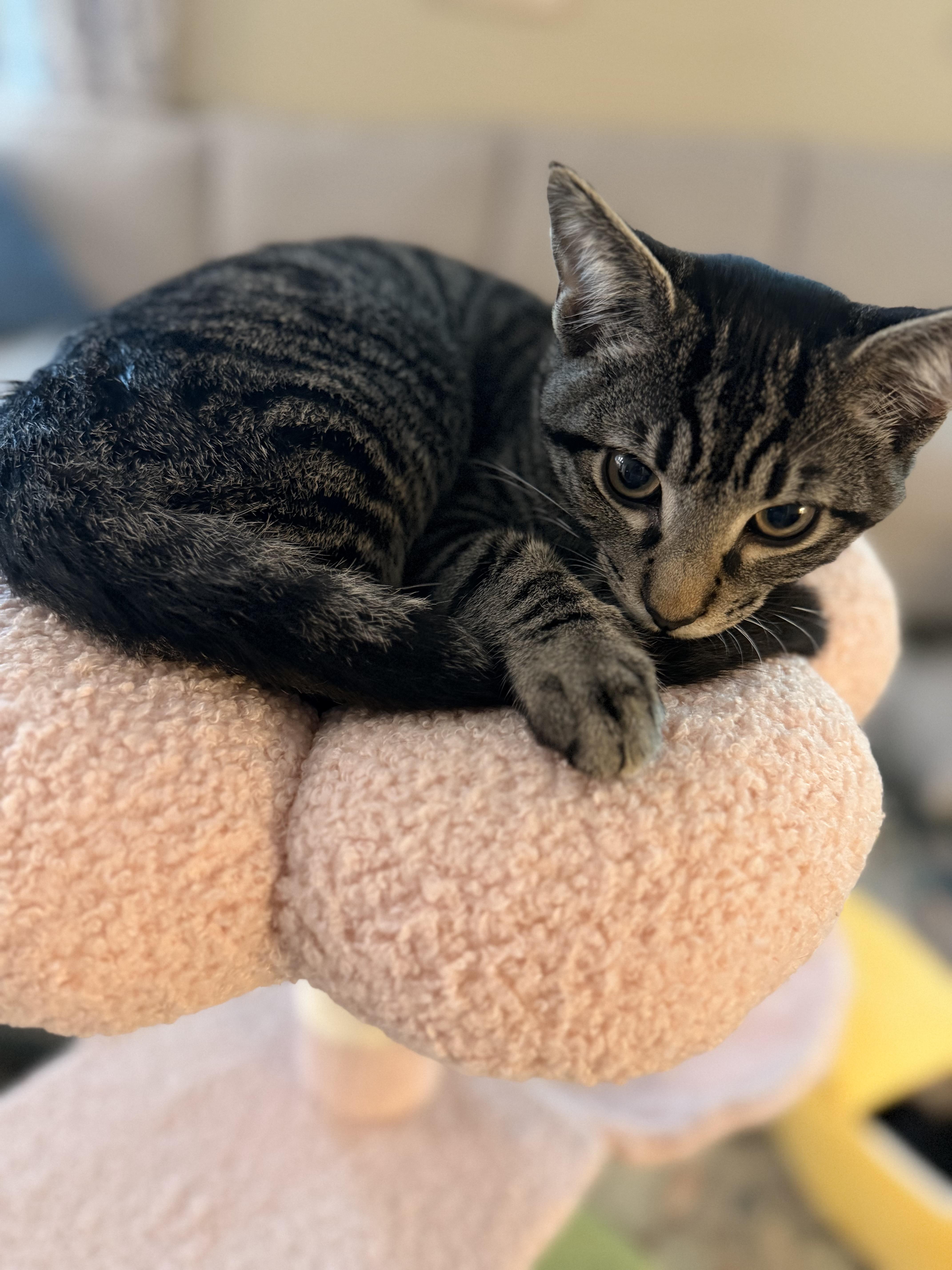Snapper-4 MONTHS-READY TO FETCH HIS WAY INTO YOUR HEART, ADOPTABLE, Kitten Male Domestic Short Hair.