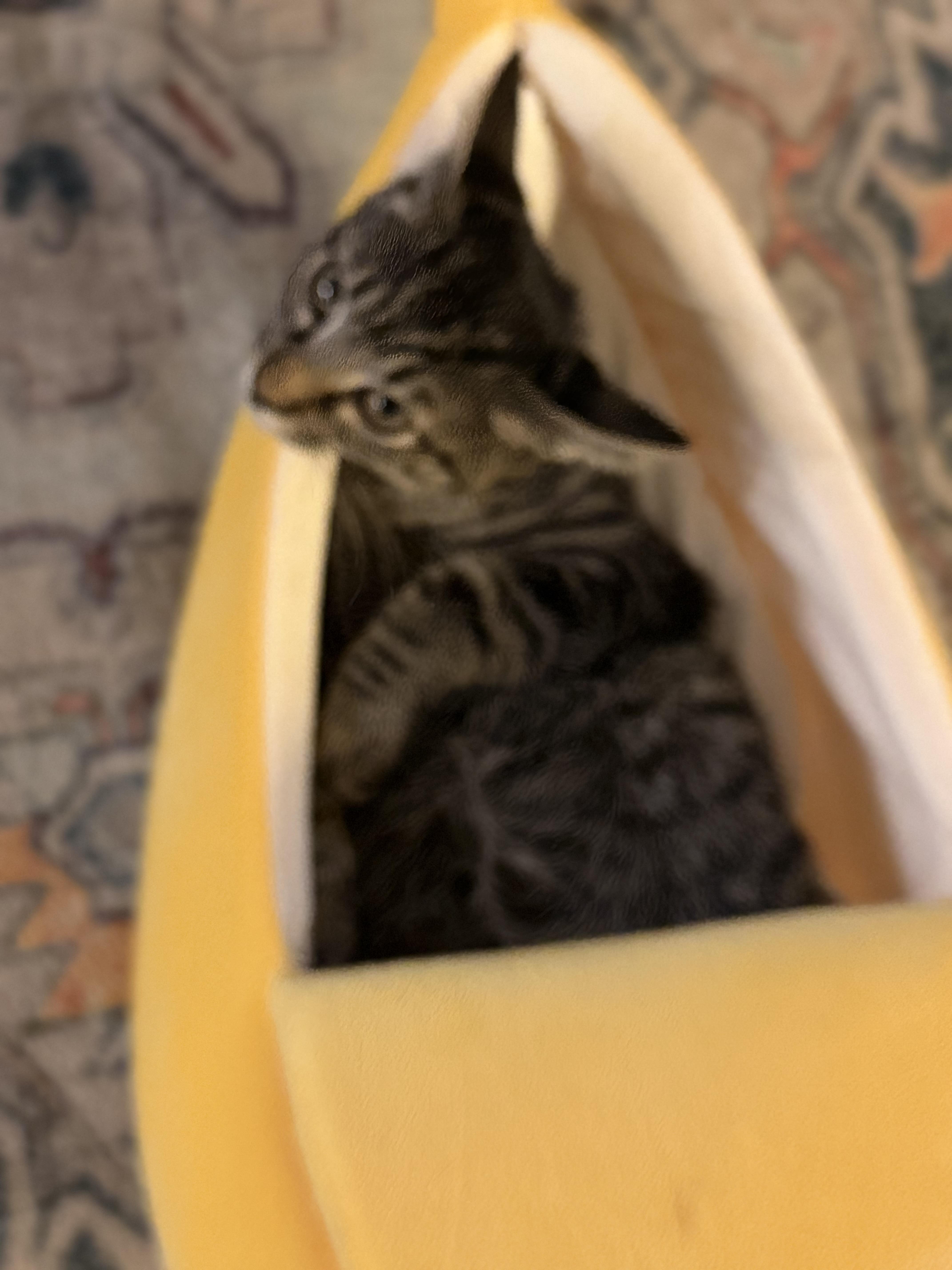 Enlarge Snapper-4 MONTHS-READY TO FETCH HIS WAY INTO YOUR HEART, a ADOPTABLE Domestic Short Hair in Bristow, VA image 4/4