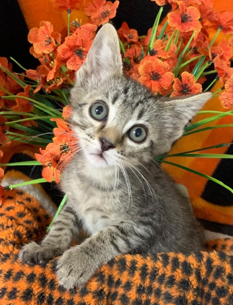 Enlarge 5/4/26 Anakin, a Adoptable mixed breed in Stillwater, OK image 1/1