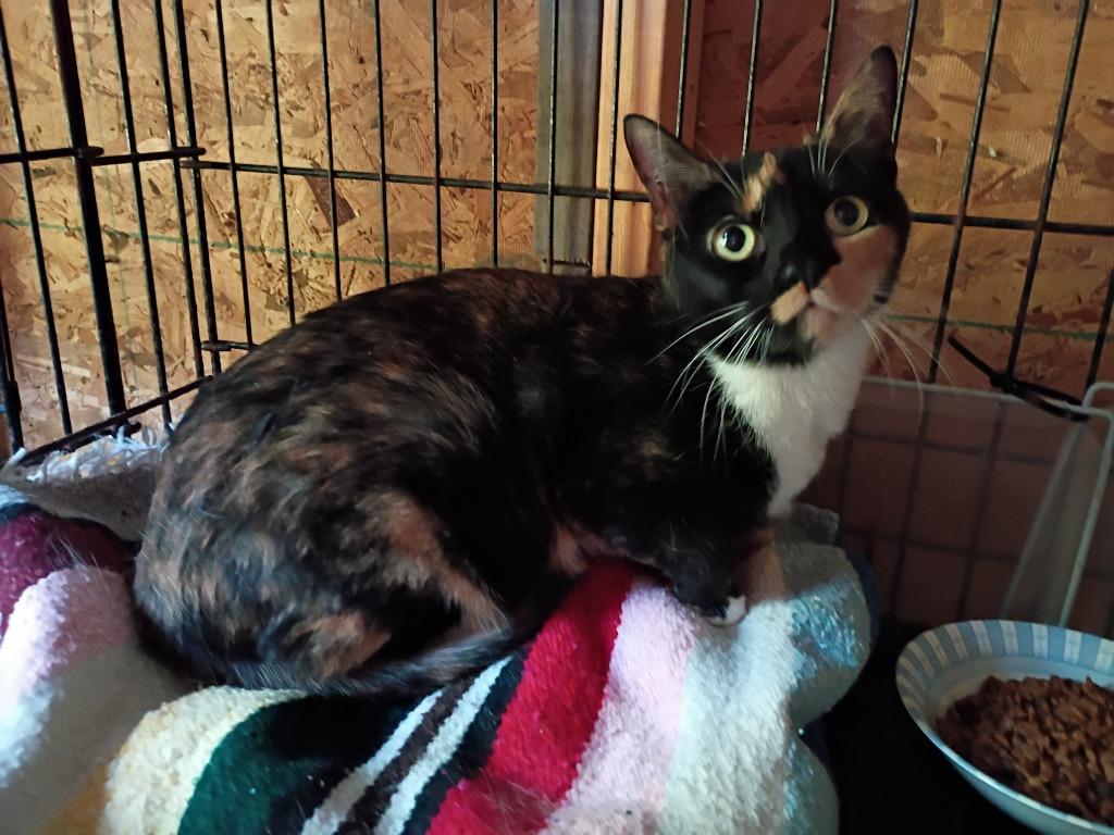 Enlarge Autumn, a Adoptable Calico in LIberty, NY image 1/1