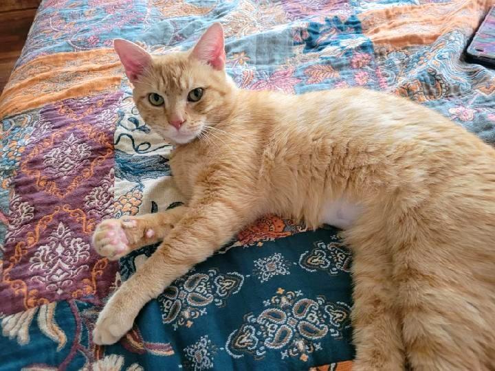 Garfield, Adoptable, Young Male Tabby.