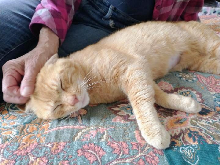 Enlarge Garfield, a Adoptable Tabby in Waynesboro, VA image 5/5