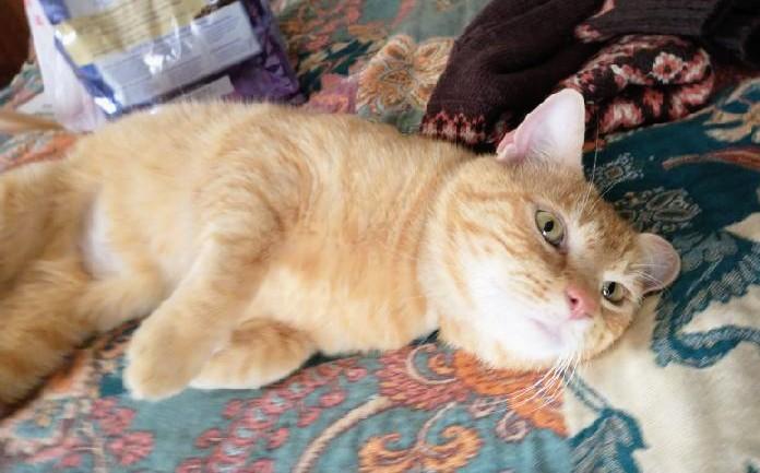 Enlarge Garfield, a Adoptable Tabby in Waynesboro, VA image 2/5