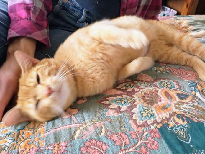 Enlarge Garfield, a Adoptable Tabby in Waynesboro, VA image 4/5