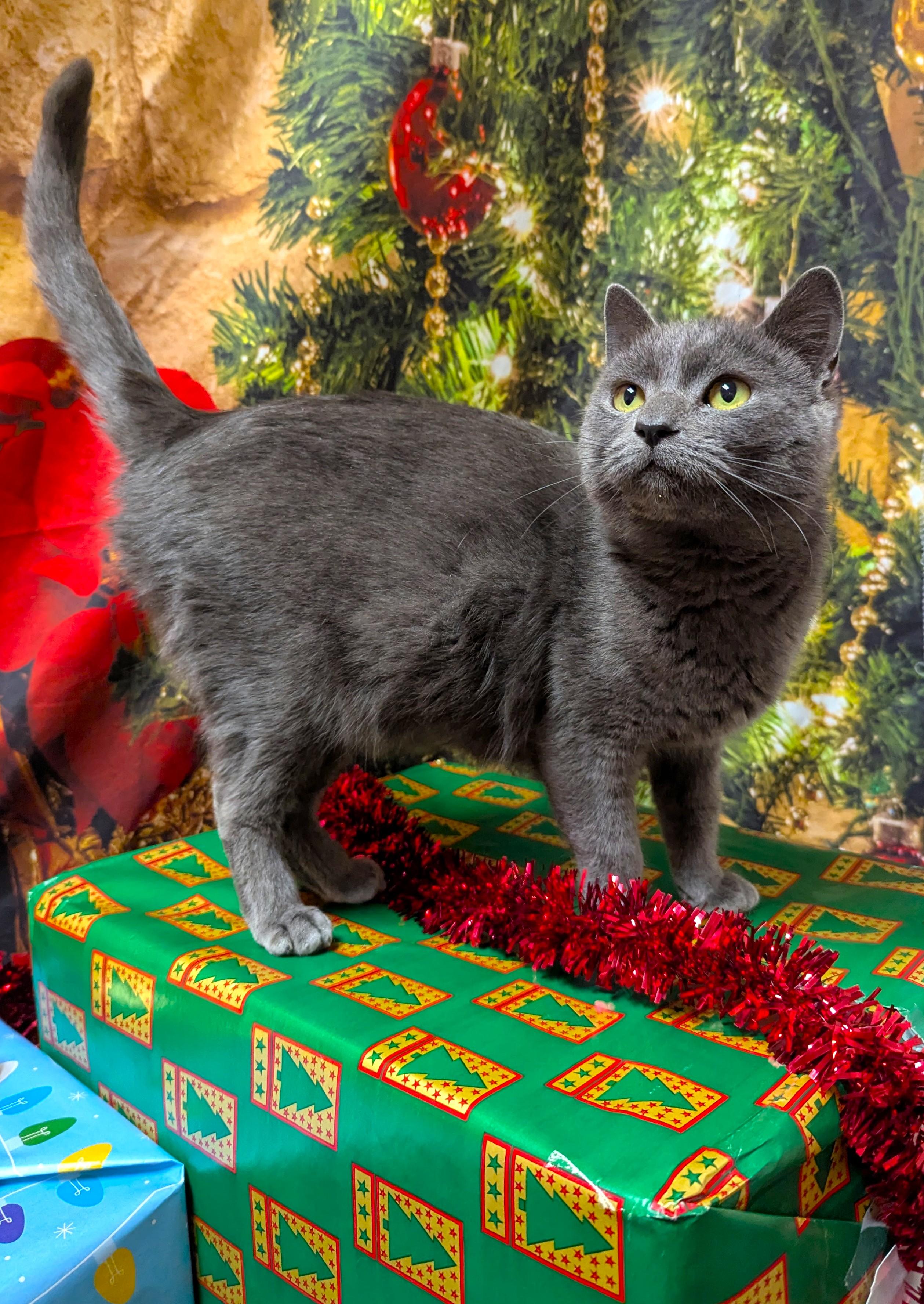 Fluffy, Adoptable, Adult Female Domestic Short Hair.