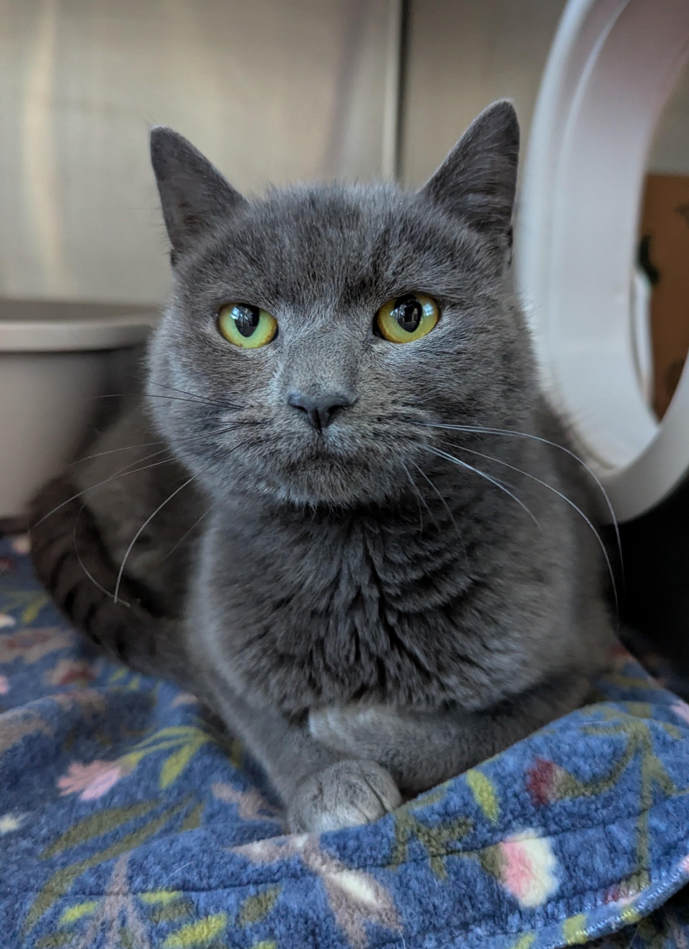 Fluffy, Adoptable, Adult Female Domestic Short Hair.