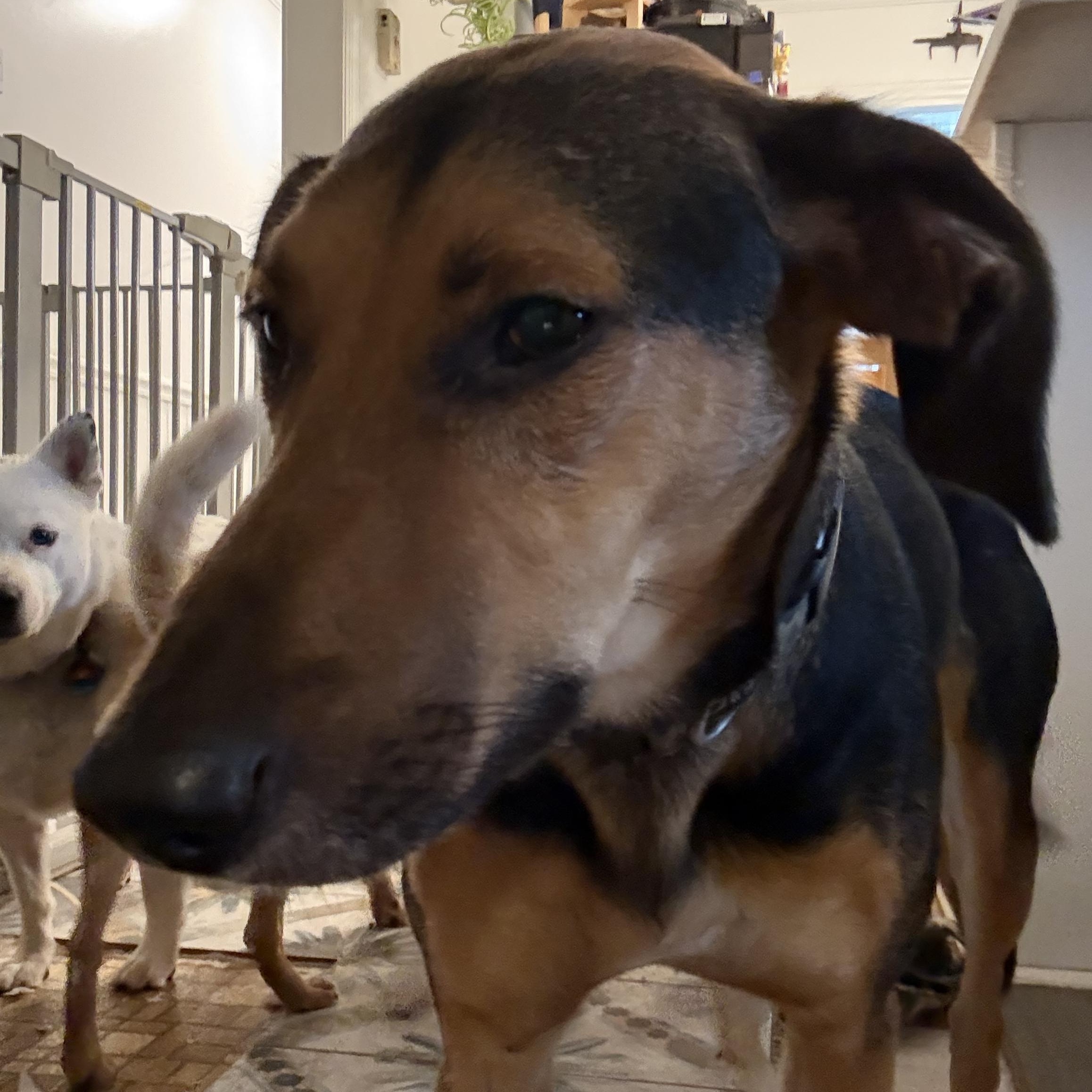 Laia, Adoptable, Young Female Plott Hound.