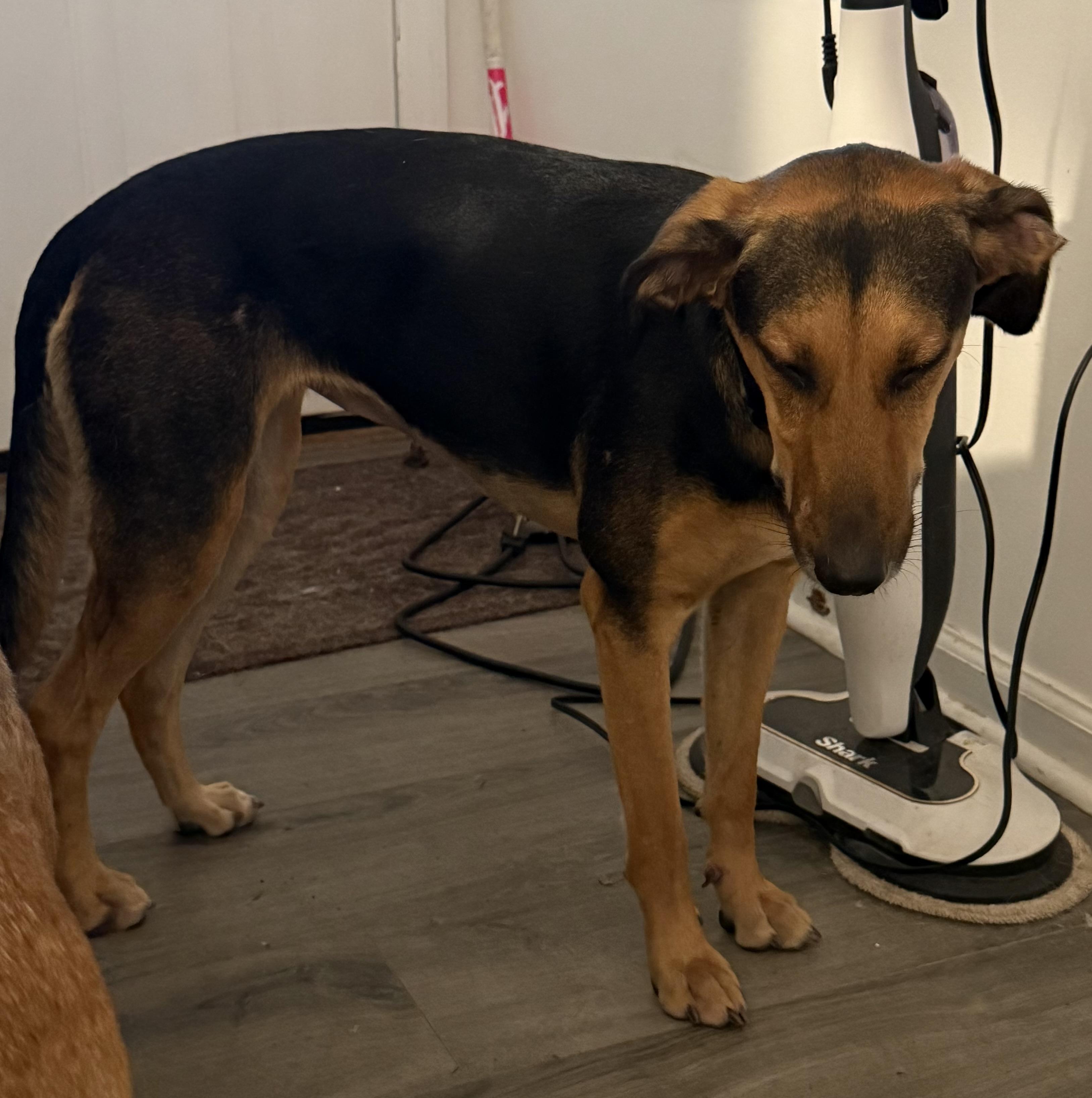 Enlarge Laia, a Adoptable mixed breed in Folkston, GA image 2/2