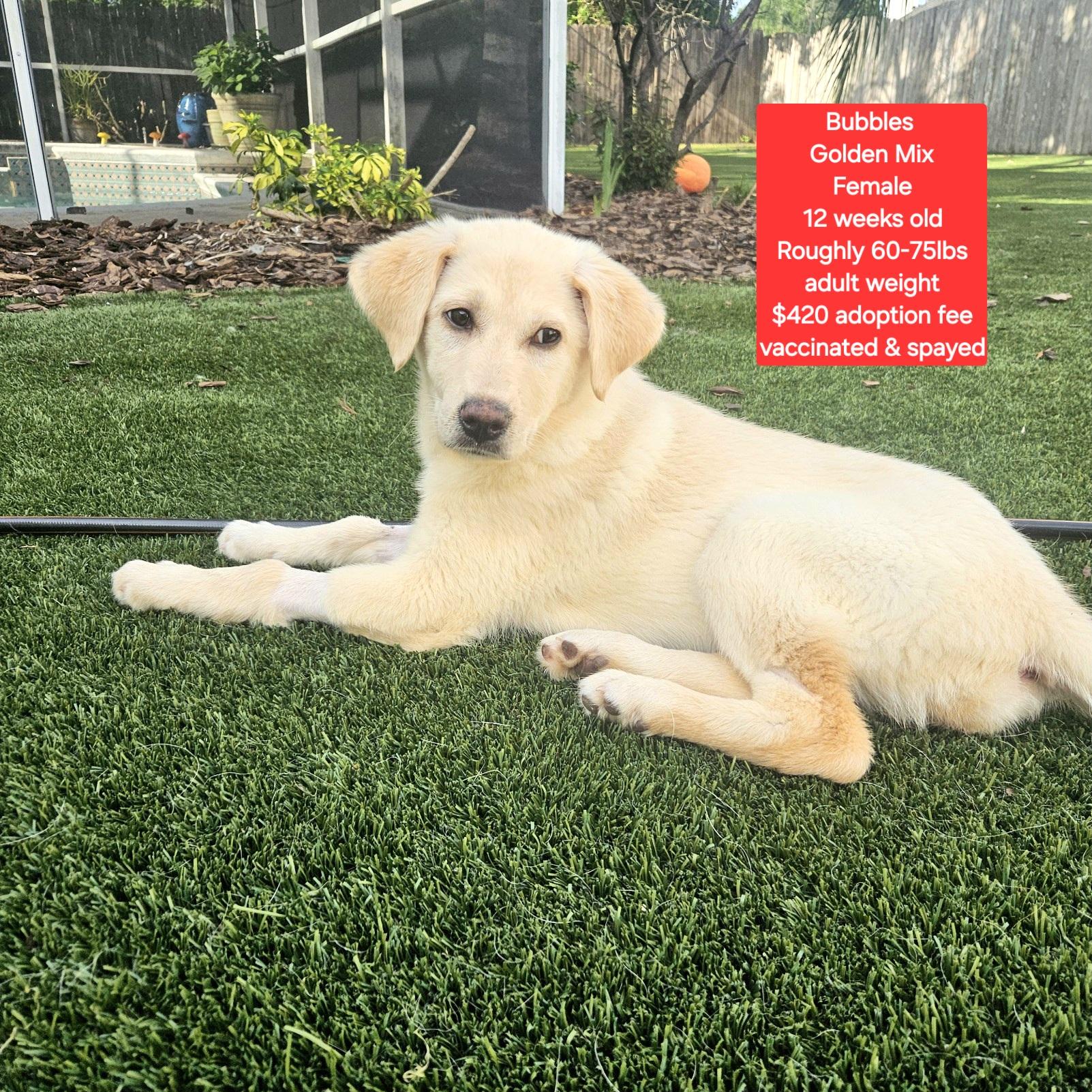 Bubbles, ADOPTABLE, Puppy Female Golden Retriever.