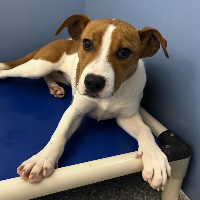 Apple — thumbnail 3