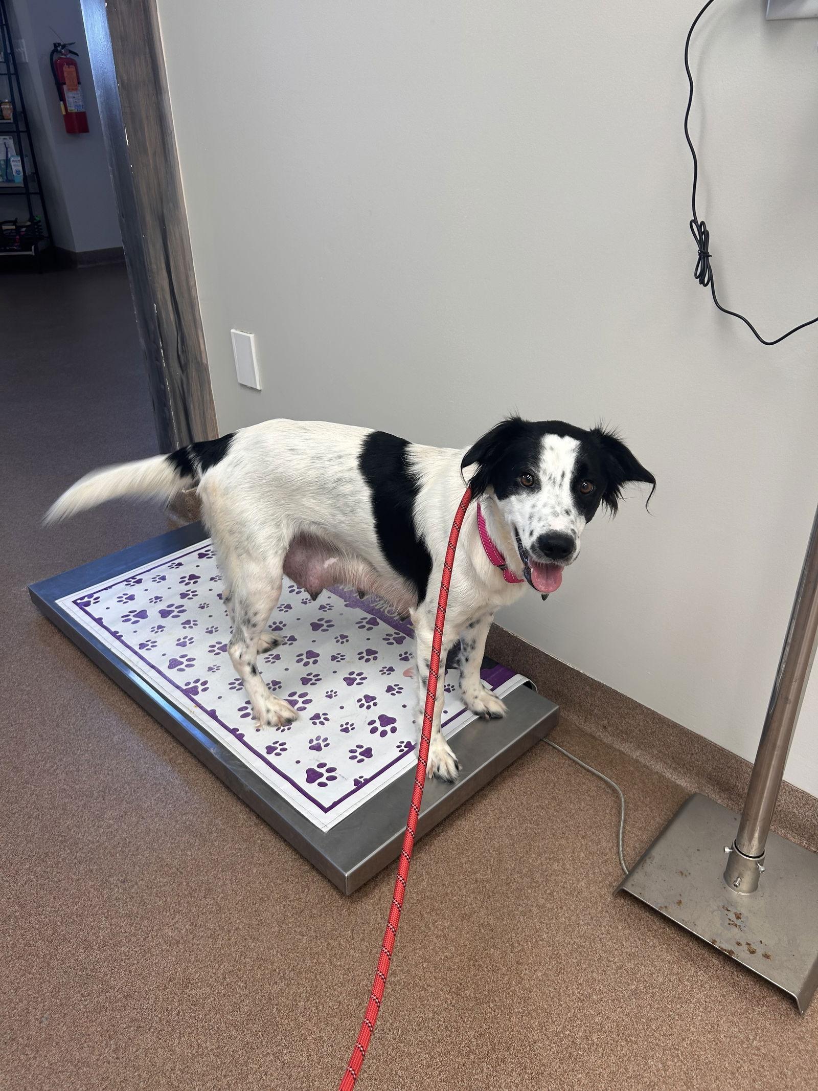 Mama Mila 0563, Adoptable, Young Female Retriever.