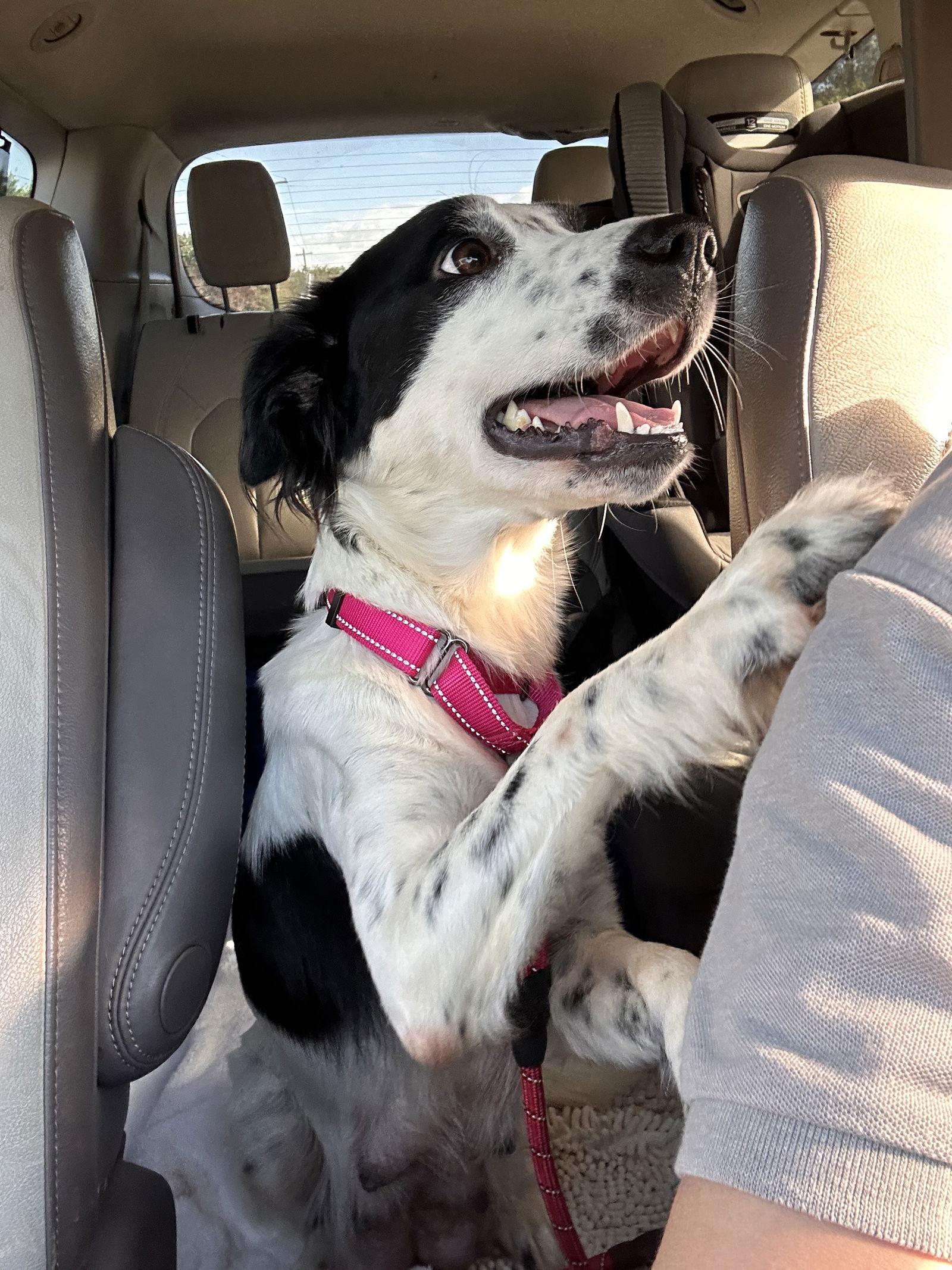 Enlarge Mama Mila 0563, a Adoptable Retriever in Stephens City, VA image 3/3