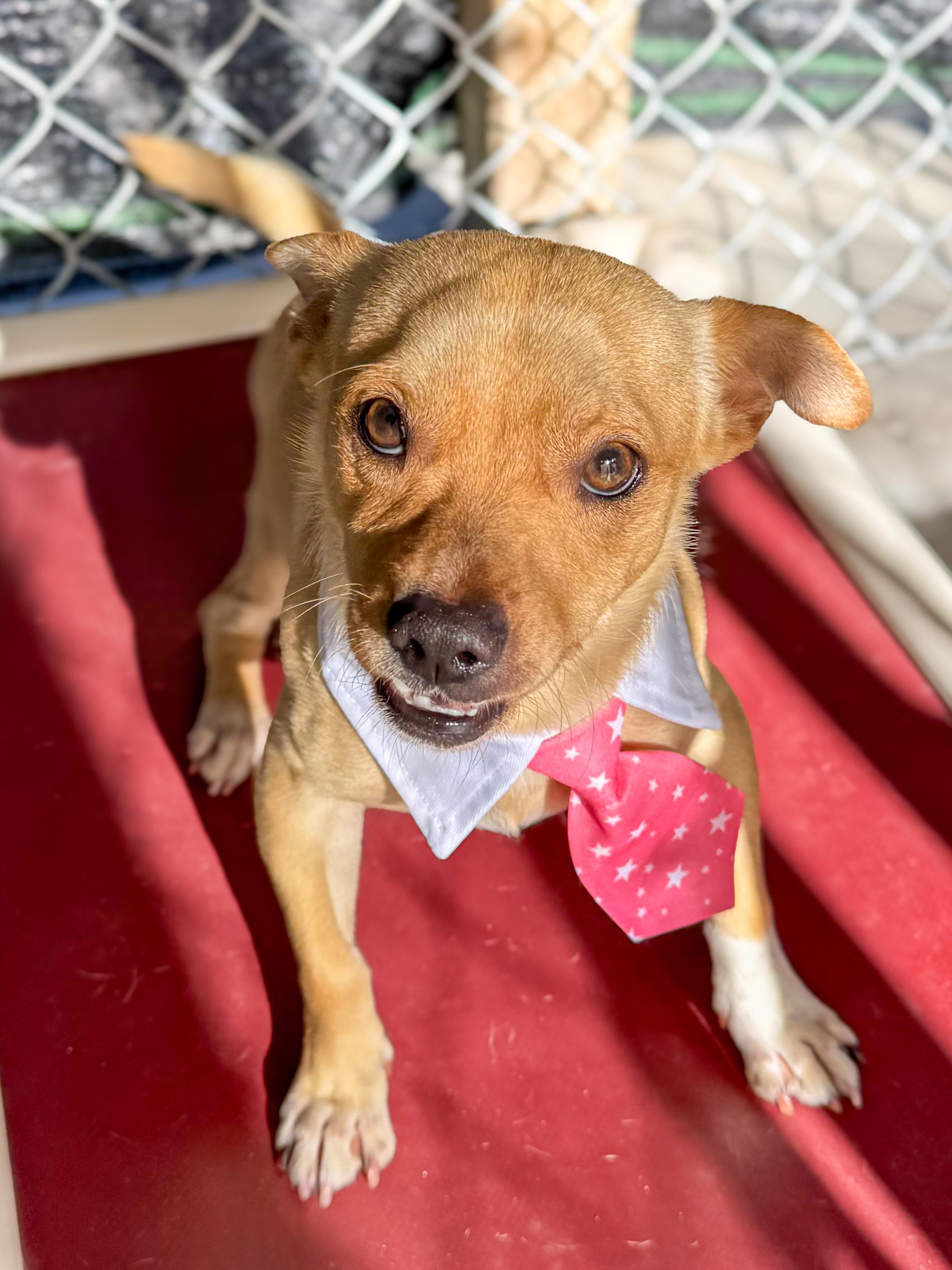 Enlarge DANIEL, a Adoptable mixed breed in Fresno, CA image 6/6
