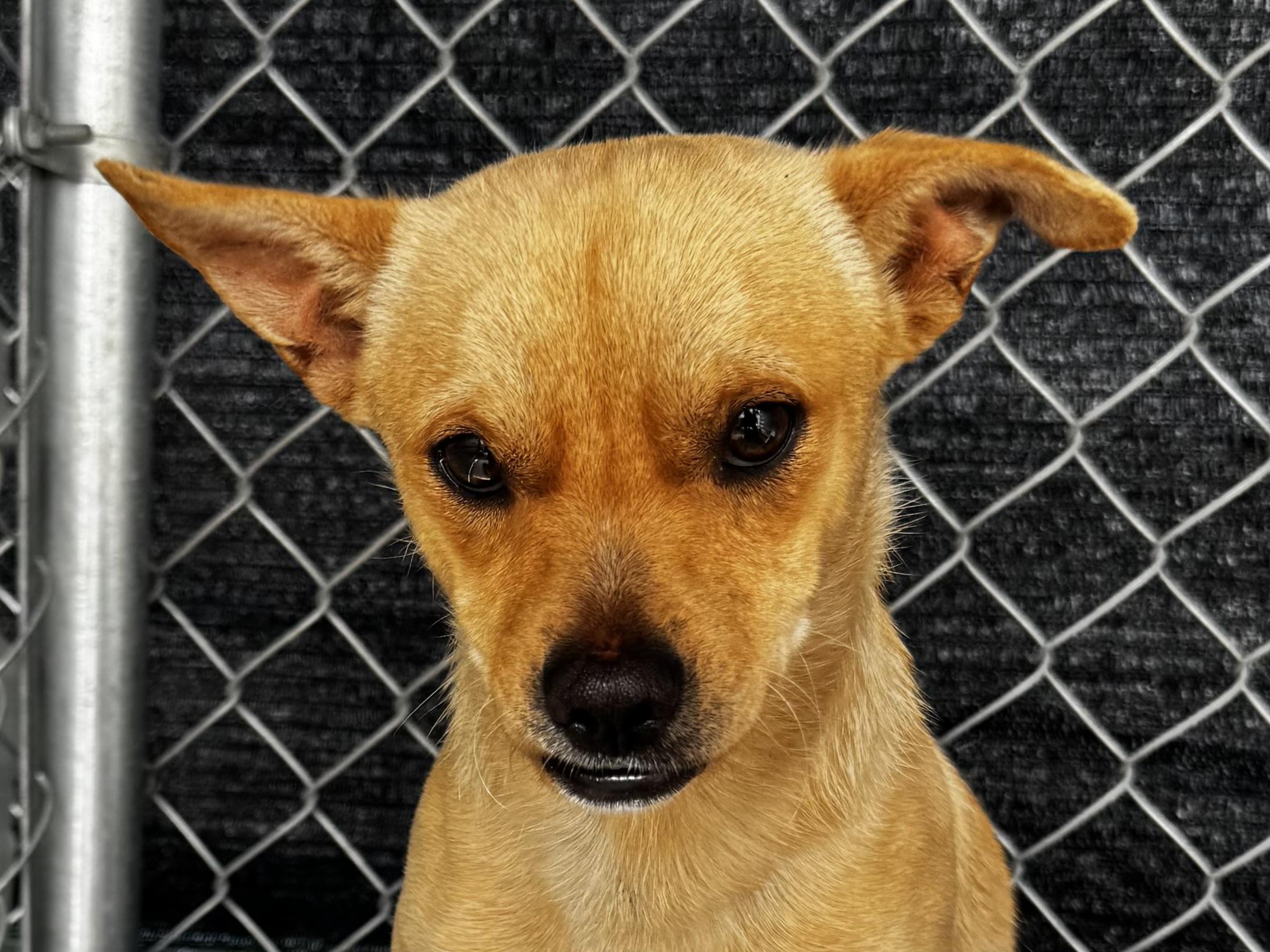 Enlarge DANIEL, a Adoptable mixed breed in Fresno, CA image 3/6