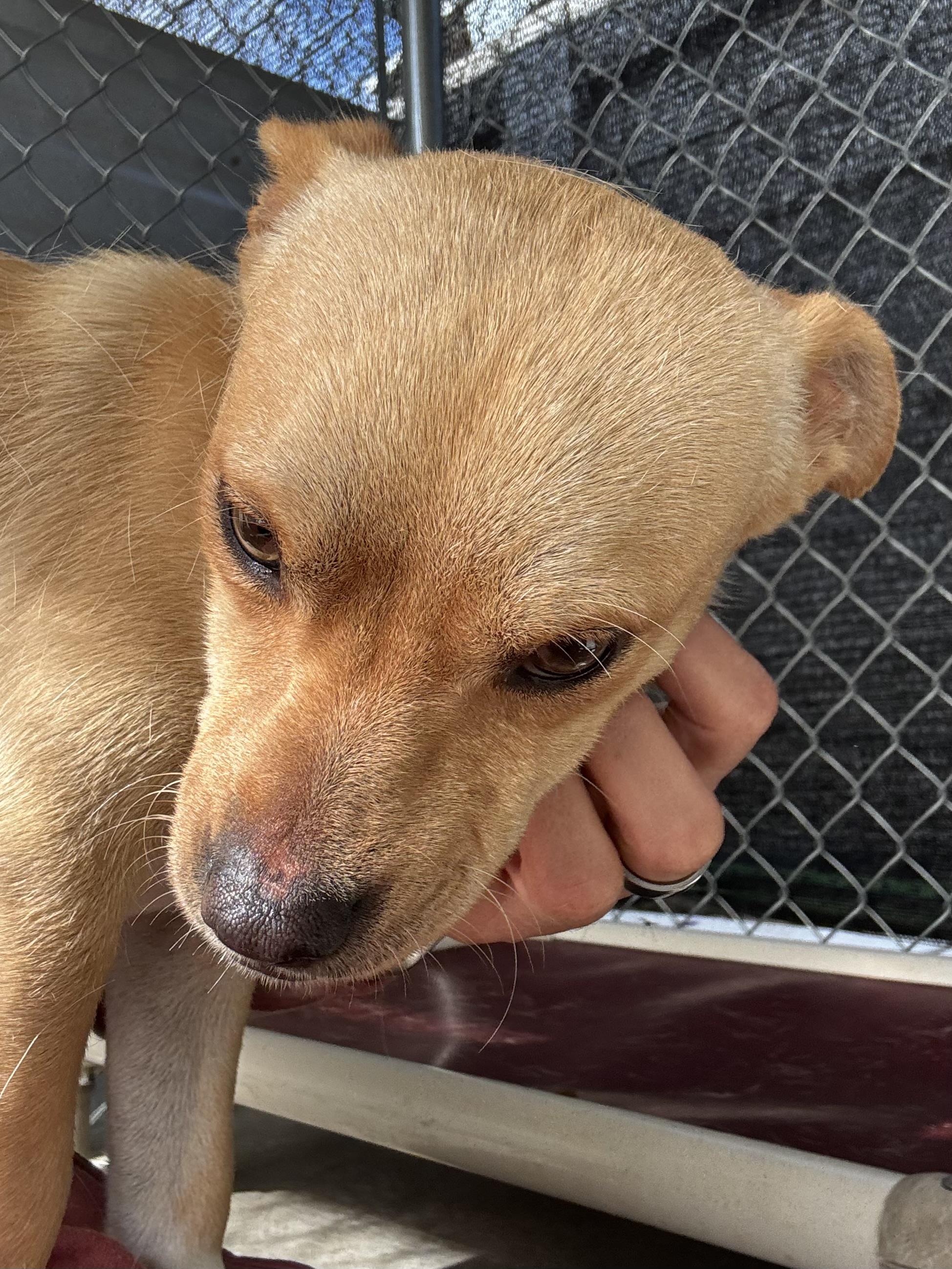 Enlarge DANIEL, a Adoptable mixed breed in Fresno, CA image 4/6